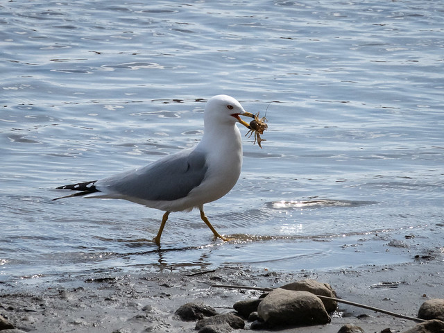 Ring-billed gull with crayfish