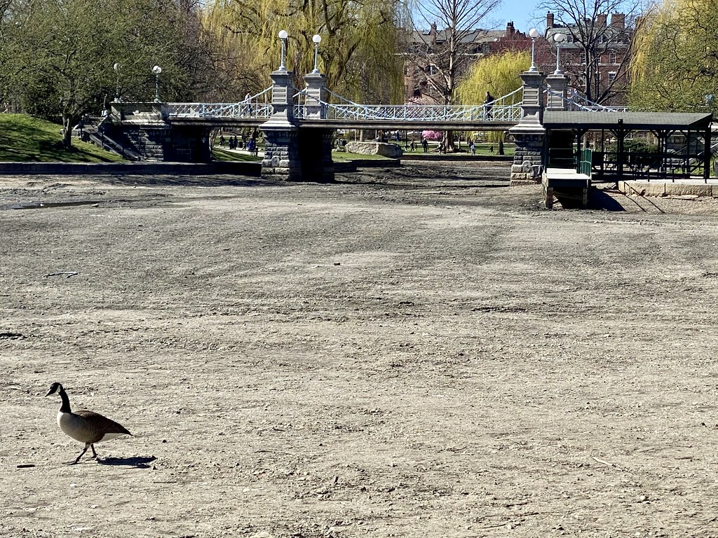Boston - Empty Swan Pond!