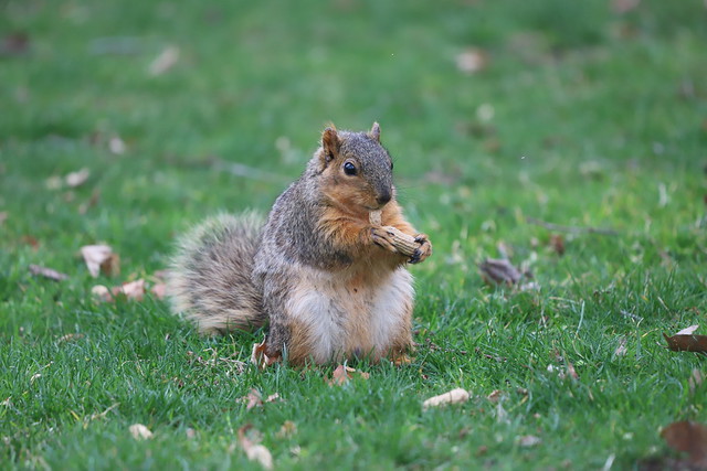 Fox Squirrels in Ann Arbor at the University of Michigan on April 8th, 2021