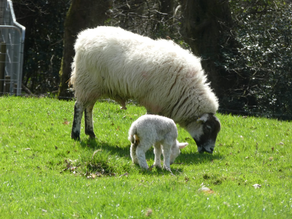 Lambs in the fields above Ilkley