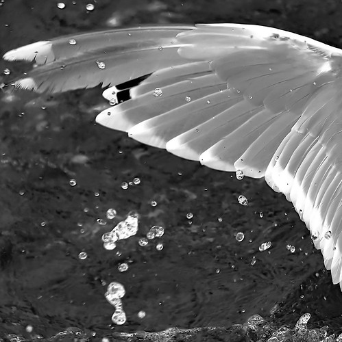Wing | by A. Lenz