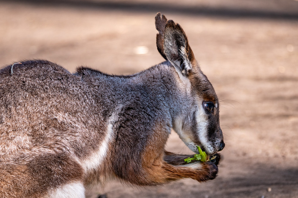 Tierpark Berlin: Gelbfuß-Felsenkänguru bei der Mahlzeit - Yellow-footed rock-wallaby having a meal