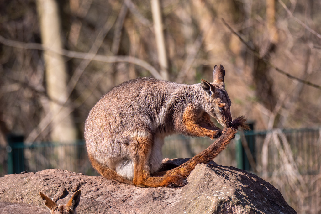 Tierpark Berlin: Gelbfuß-Felsenkänguru putzt sich - Yellow-footed rock kangaroo preening itself