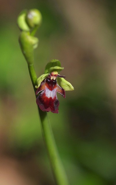 Kent's Fly Orchid - Ophrys insectifera