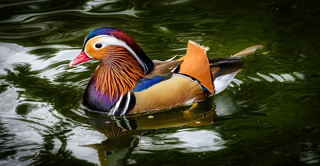 Mandarin Duck