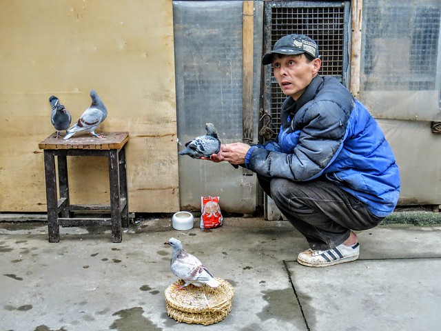 Pigeon breeder