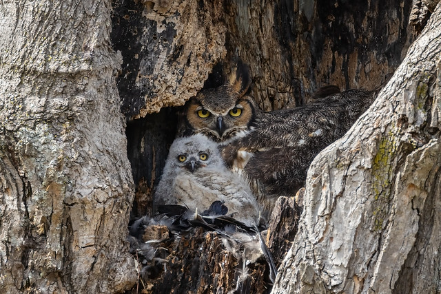 Great Horned Owl with her Owlet