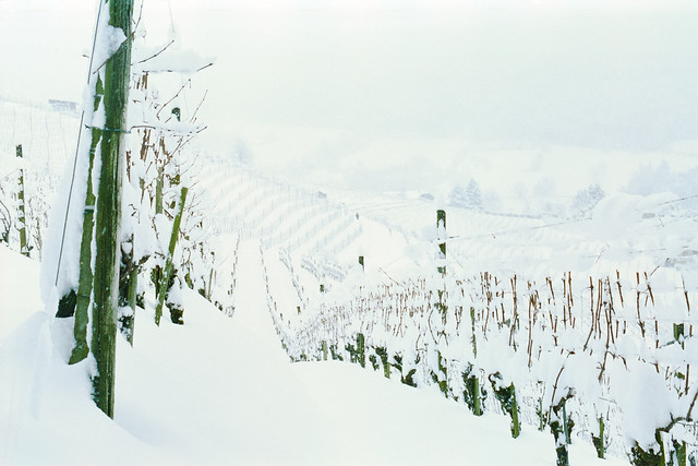 Winter scene 27 - Snow wine at all