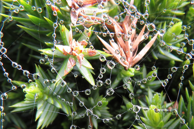 Water drops on spider webs - original image 20170316-102744A