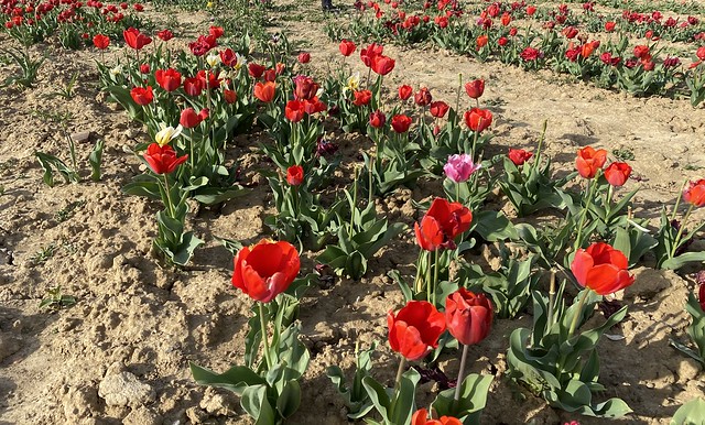 Tulipani 🌷, rimanenze di fine stagione