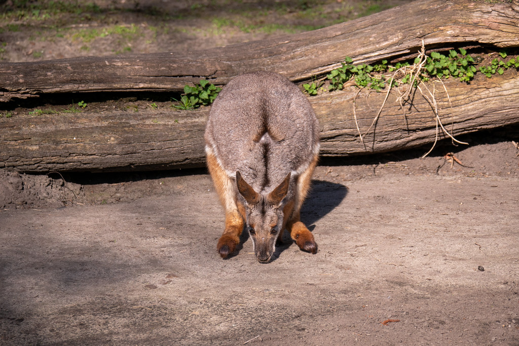 Tierpark Berlin: Gelbfuß-Felsenkänguru nach der Landung - Yellow-footed rock-wallaby after landing