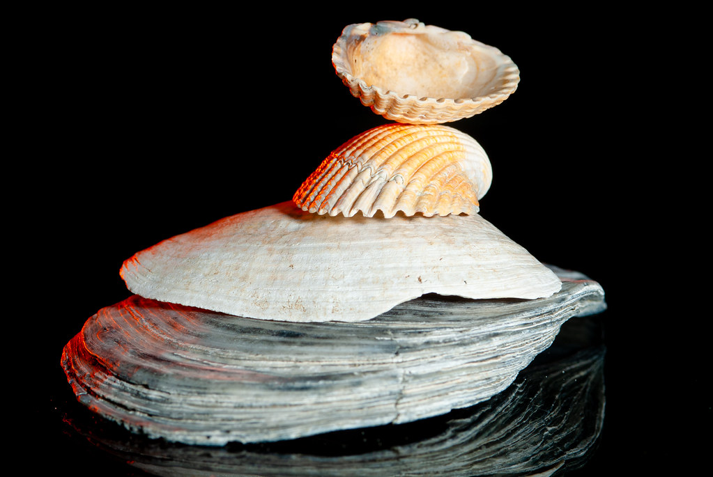 Balancing the shells - My entry for todays „Smile on Saturday“ them „Balancing Act“