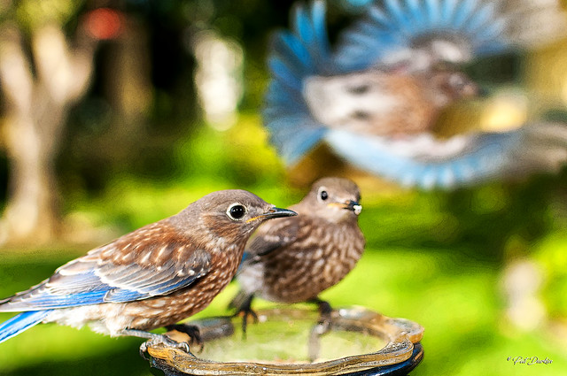 Fledgling Western Bluebirds --- out of the nest for a picnic