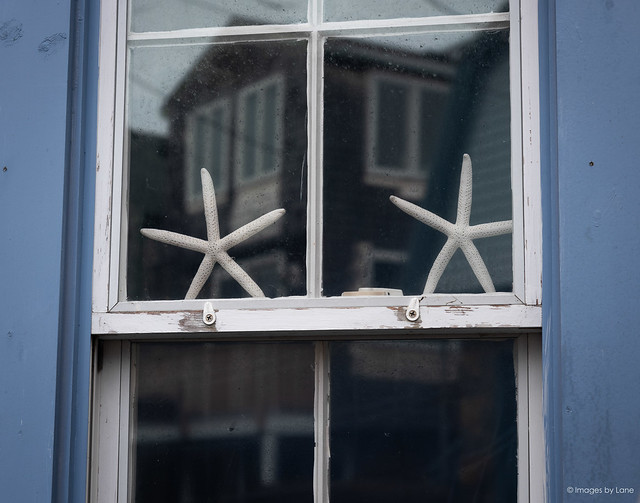 starfish in window