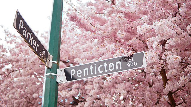 Cherry Blossom Street Signs