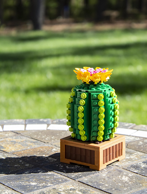 Mini Cactus