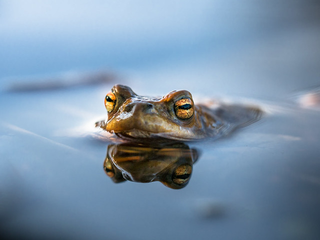 Erdkröte | Common toad (bufo bufo)