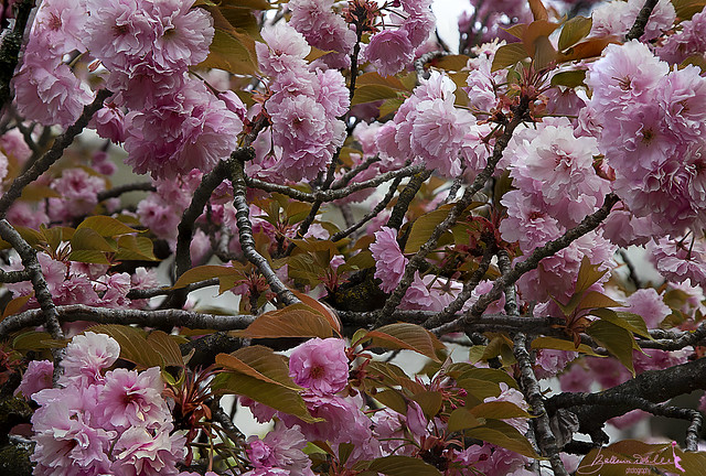 Prunus serrulata Royal burgundy-Ciliegio da fiore