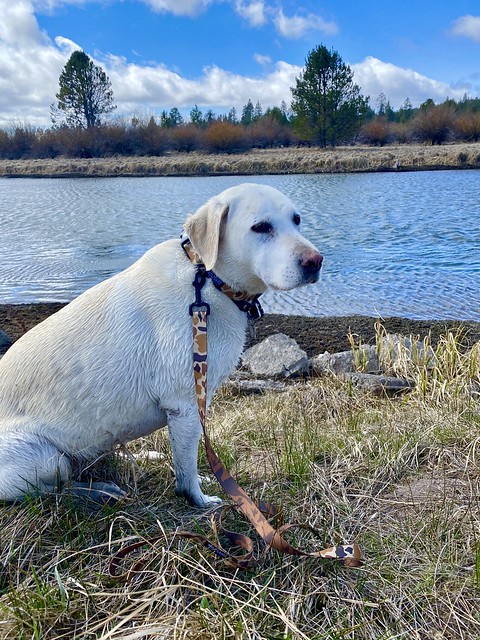 Nala Deschutes River Duckblind Dog Collar & Leash