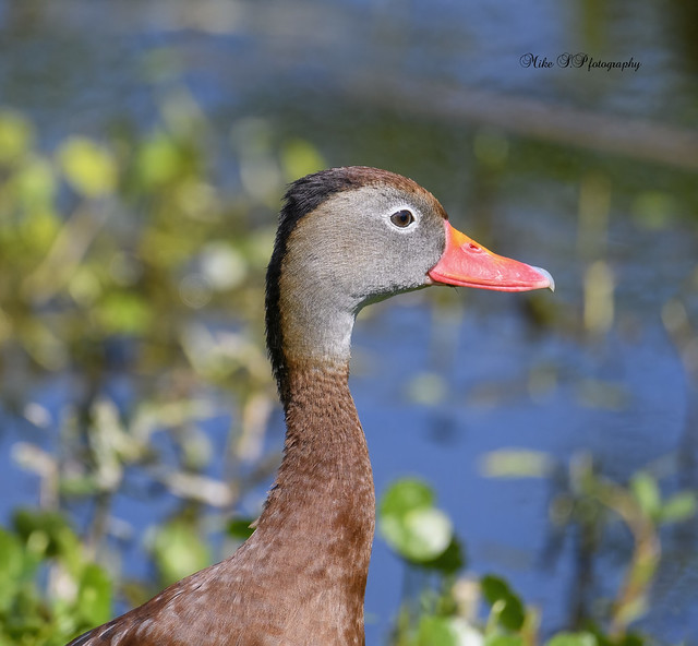 Whistling duck,portrait