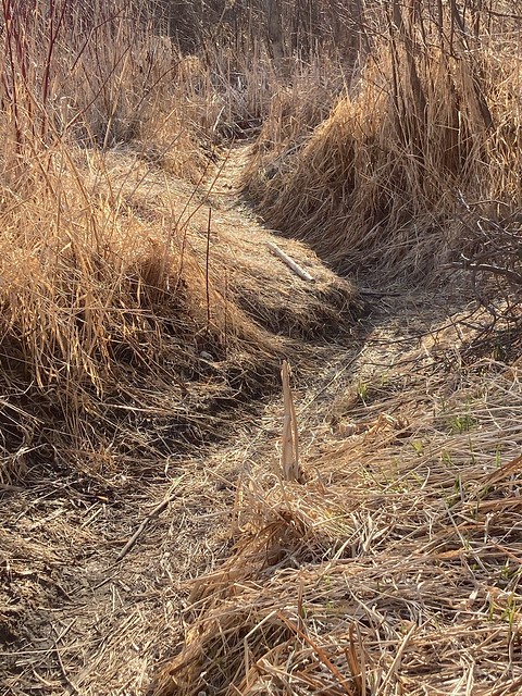 Walking on a trail through the dried up tall grasses and straw around Duffins marsh in Discovery bay on this beautiful spring day , Helen’s photographs , Ajax , Ontario , Canada , April 7. 2021