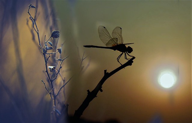 Dragonflies remind us that we are light and that we can reflect light in a powerful way if we decide to do so. Always remember to let your beautiful light shine for all to see.