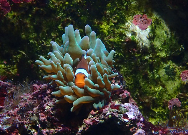 Amphiprion ocellaris - Anemonefish or Common Clownfish - Poisson-clown à trois bandes ou Poisson clown ou Poisson anémone ou Poisson-clown ocellé - 10/09/18
