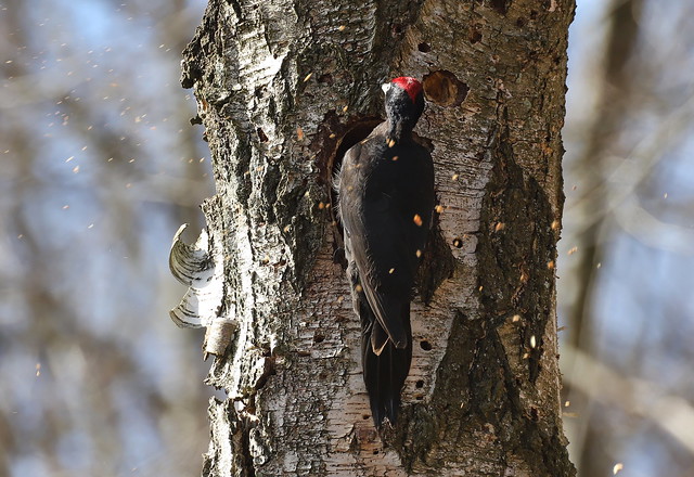 Sortspætte (Black Woodpecker / Dryocopus martius)