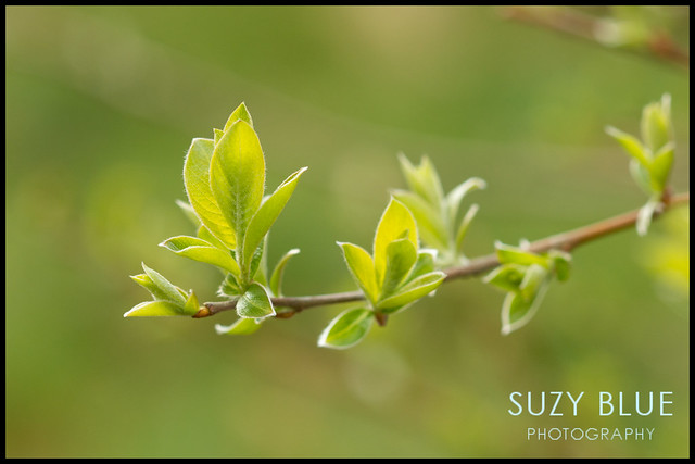 Fresh Willow leaves