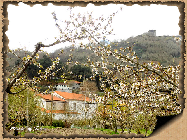 As flores de cerejeira, a igreja e o castelo ...