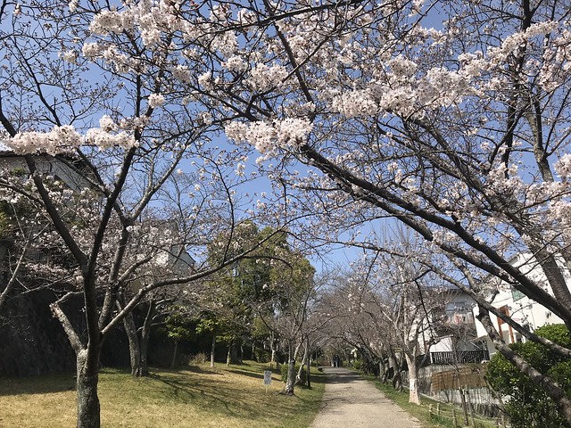 Spring flowers-2, Asukano, Ikoma @Nara,Mar2021