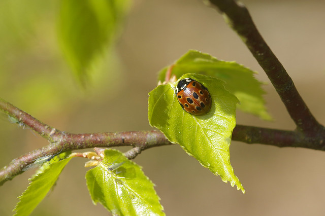 Eyed Ladybird