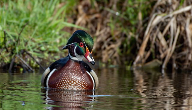 Male Wood Duck wd_BSW9918