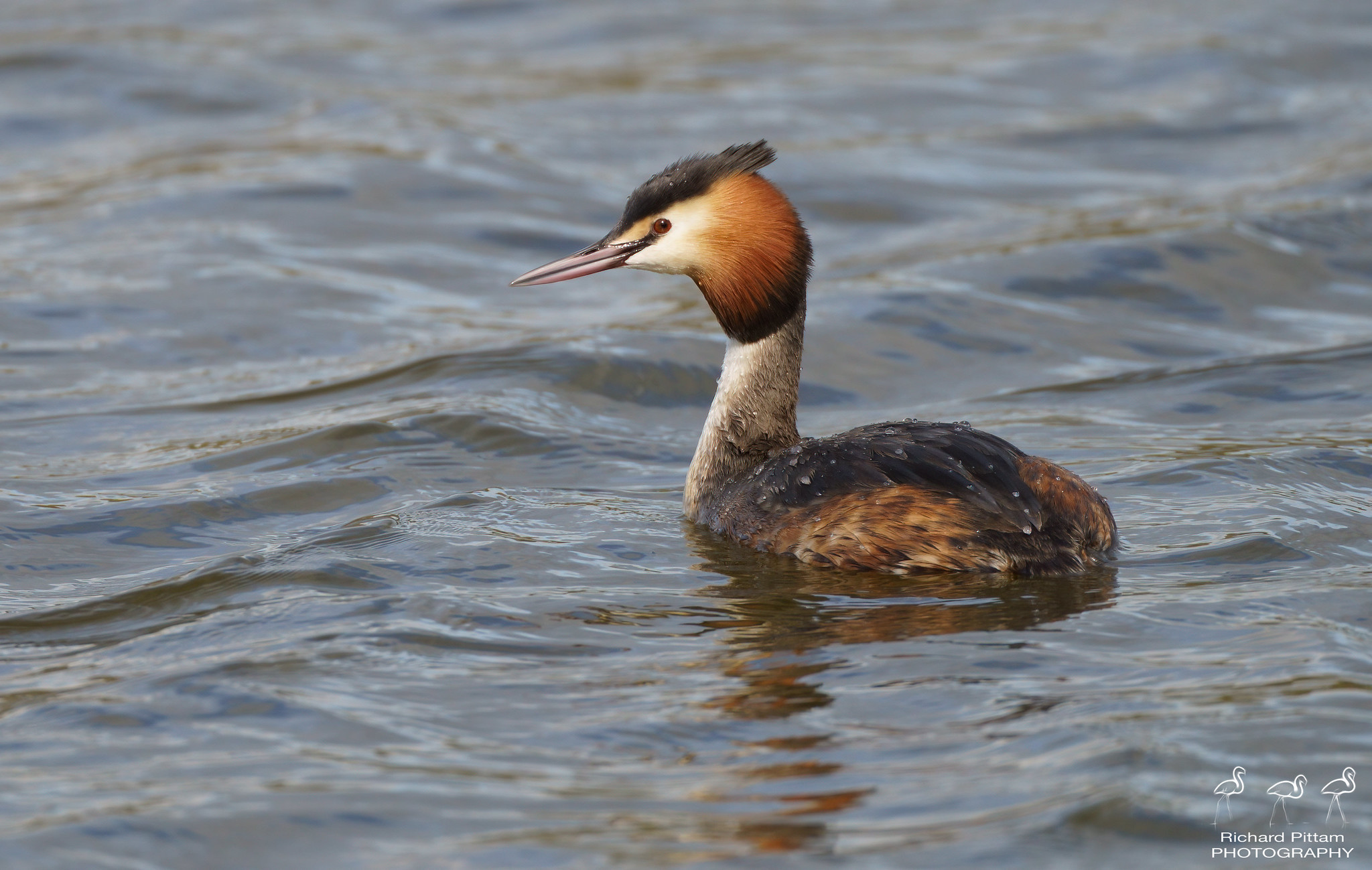 Great Crested Grebe - mmmm... satisfied....:-)