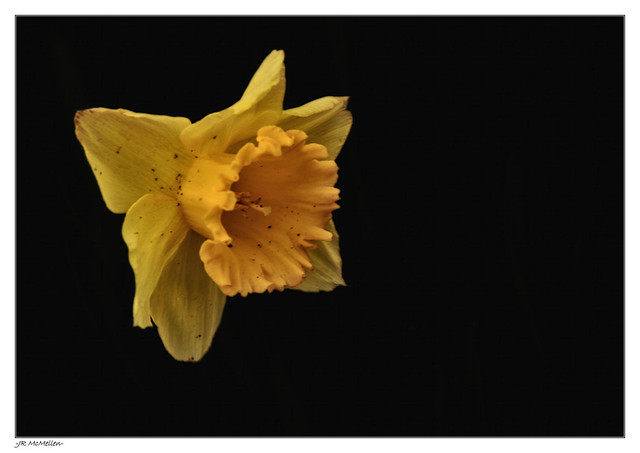 Daffodil in Black
