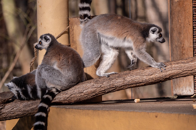 Tierpark Berlin: Kattas - Ring-tailed lemurs