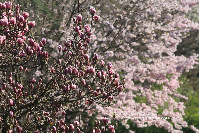 Hohengehren, Magnolias