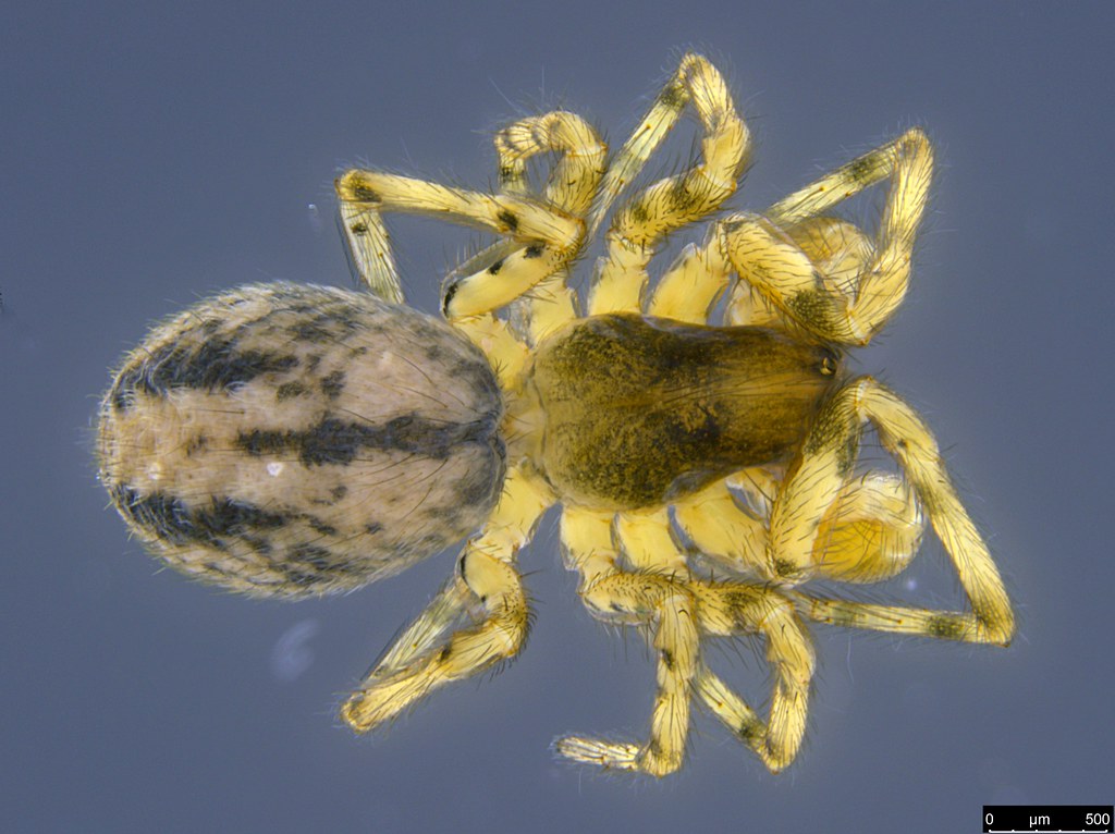 3b - Araneae sp.
