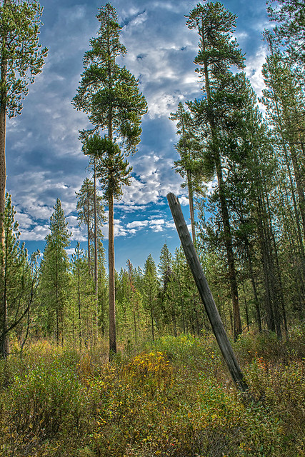 Scenery along the little used Robinson Lake Trail in the SW corner of Yellowstone Park