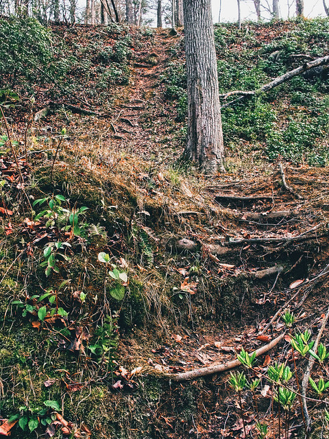 Roots are the Steps in this Forest.