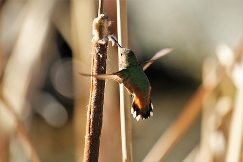 Collecting Nest Material | by kimpossible pics