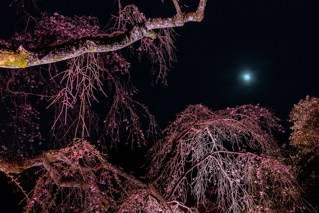 20210327-_DSC3805