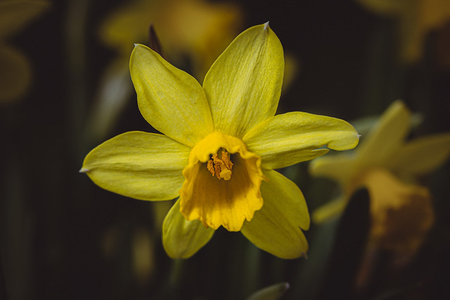 Daffodil - Narzisse - Osterglocke - 2478