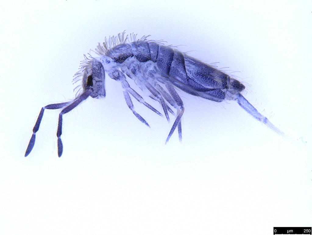 4a - Entomobrya sp.