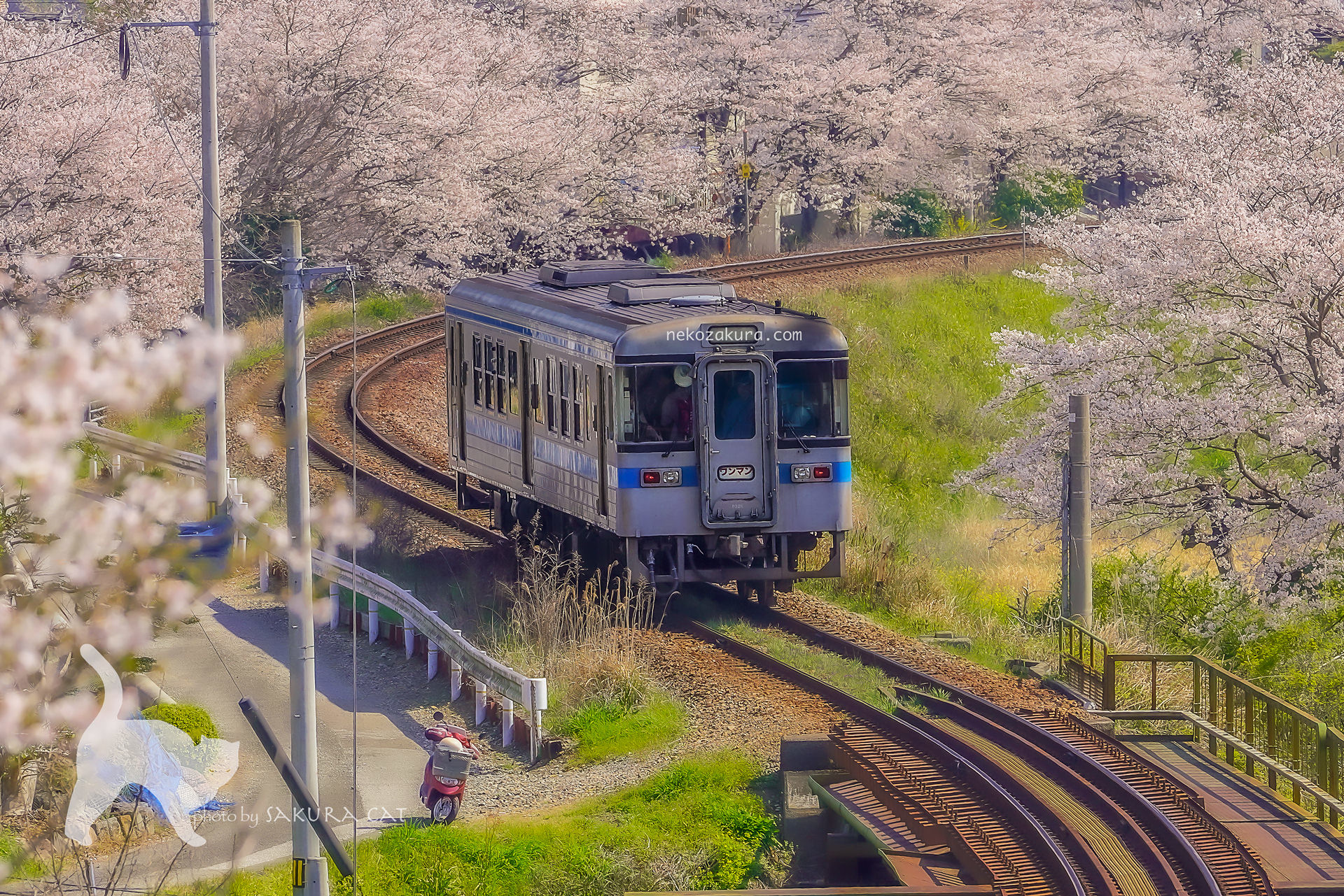 桜と列車2021