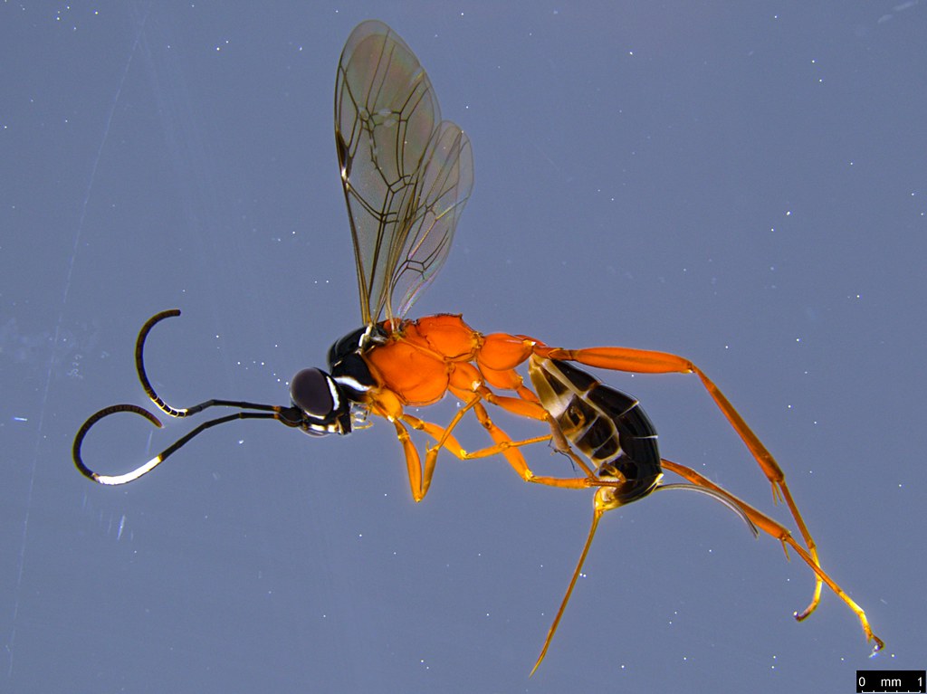 21a - Ichneumonidae sp.