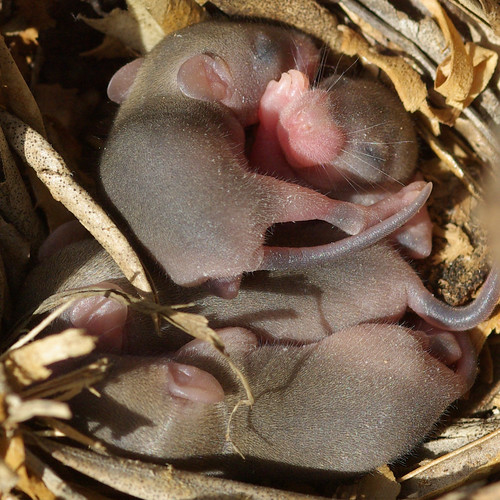 Nido de ratones en el campo. Crías de Ratón recién nacidas