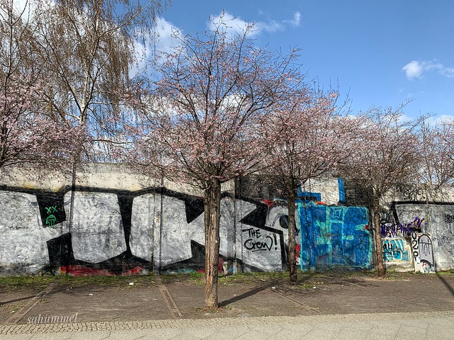 Baumblüte am Mauerstreifen