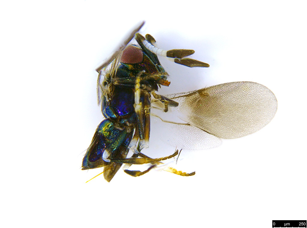 31b - Hymenoptera sp.