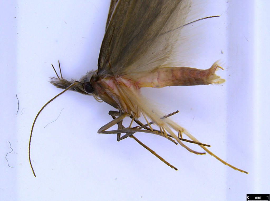 36b - Oecophorinae sp.